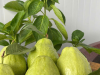 Vietnamese fresh fruit exports