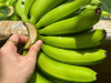 HARVESTING AND PROCESSING OF CAVENDISH BANANAS FOR EXPORT