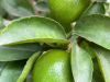 Fresh seedless lime suppliers
