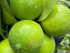 Seedless lime exporter