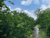 Citrus suppliers for import