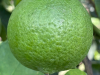 Buy seedless lime in bulk