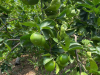 Seedless lime FOB price