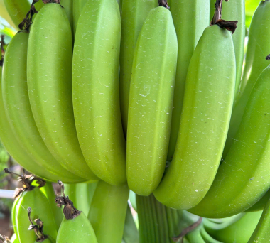 Introduction to the fruit import and export company BTH