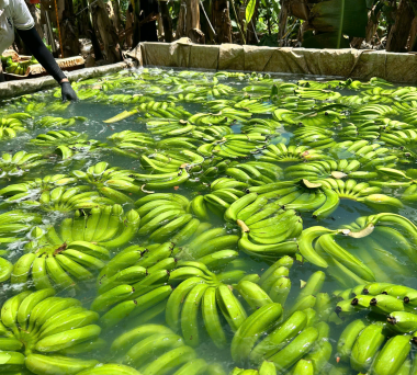 Lemon, guava, banana, coconut, fragrant, Thang Long, ginger exported to foreign countries