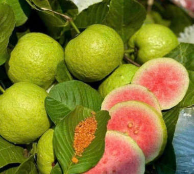 🇻🇳 Vietnam Exports Fruits to Foreign Countries