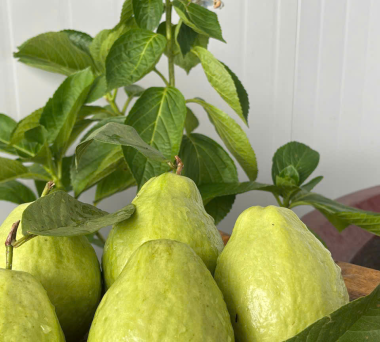 Vietnamese fresh fruit exports