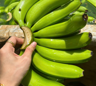 HARVESTING AND PROCESSING OF CAVENDISH BANANAS FOR EXPORT