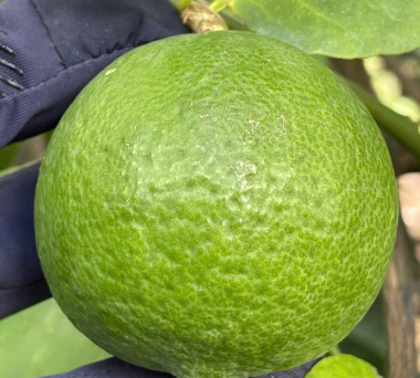 Top lime exporters Asia