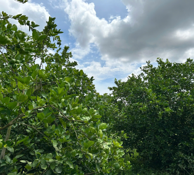 Export quality limes