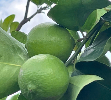 Wholesale seedless lime