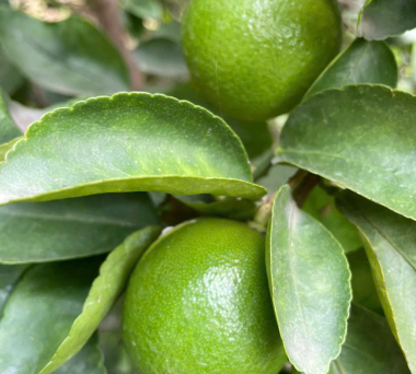 Fresh seedless lime suppliers