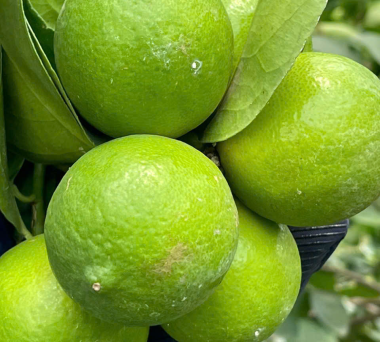 Seedless lime exporter