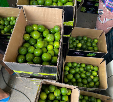 Vietnam seedless lime