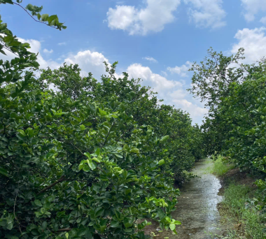 Citrus suppliers for import