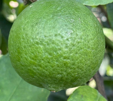 Buy seedless lime in bulk