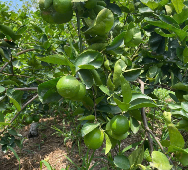 Seedless lime FOB price