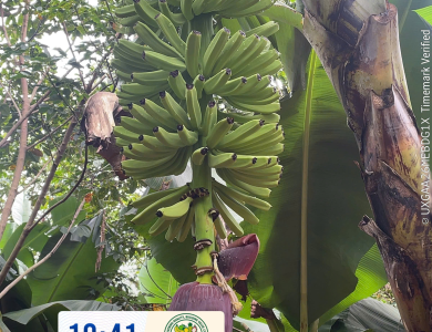 BANANAS