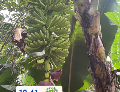 BANANAS