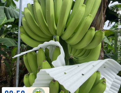 BANANAS