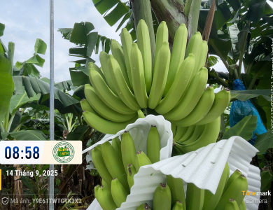BANANAS