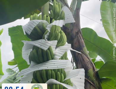 BANANAS