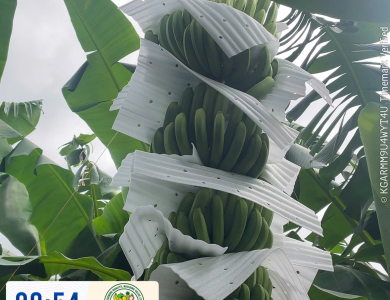 BANANAS