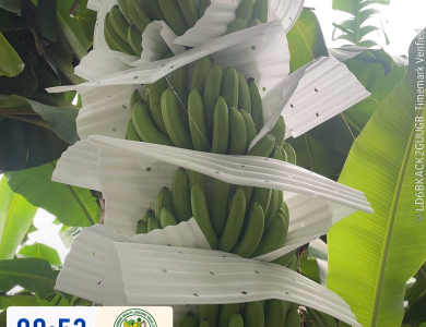 BANANAS