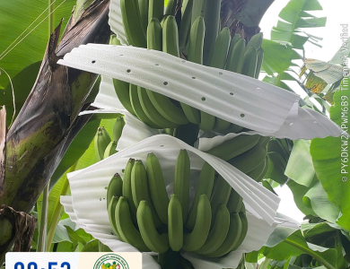 BANANAS