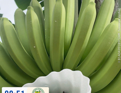 BANANAS