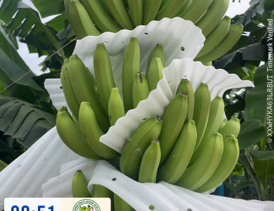 BANANAS