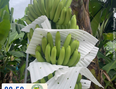 BANANAS