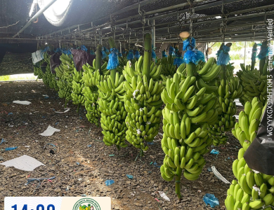 BANANAS