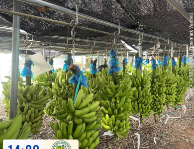 BANANAS