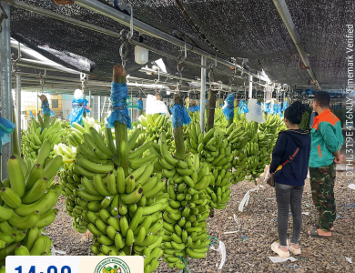 BANANAS