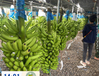 BANANAS