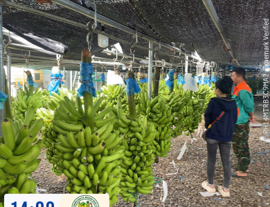 BANANAS