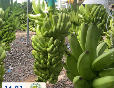 BANANAS