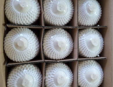 Coconut Export