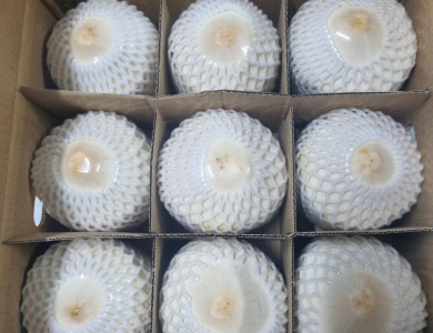 Coconut Export
