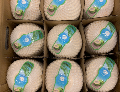 Coconut Export