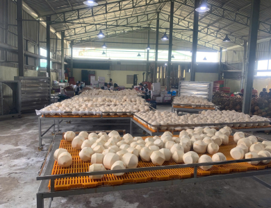Coconut Export