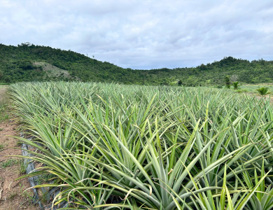  Pineapple Export