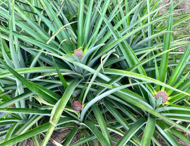  Pineapple Export