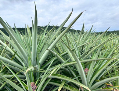  Pineapple Export