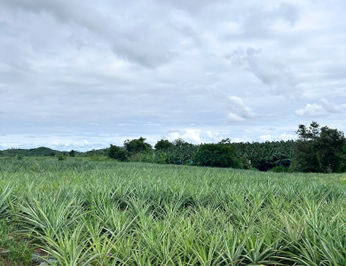  Pineapple Export