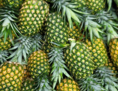  Pineapple Export