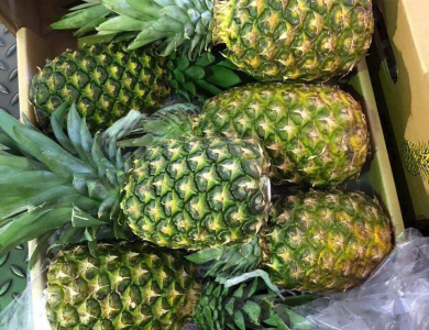  Pineapple Export