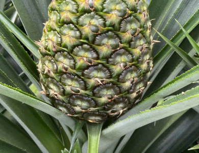  Pineapple Export
