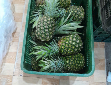  Pineapple Export